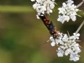 Ichneumon sarcitorius